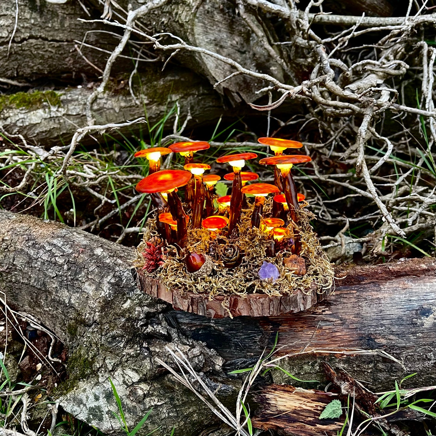 Little Brown Mushroom lights